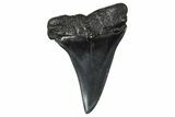 Fossil Broad-Toothed Mako Tooth - South Carolina #374779-1